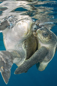 Turtles mating close, Puerto Vallarta Mexico by Alejandro Topete 
